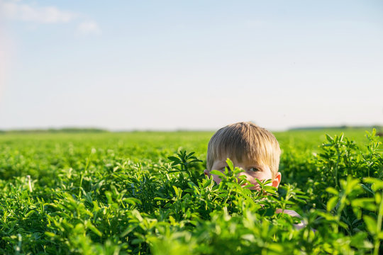 Boy hiding in field on farm