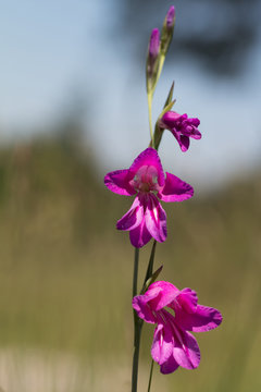 Fototapeta lila Sumpfgladiole - gladiolus palustris, Pflanze unter Natursch