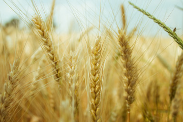 ears of wheat close up on a background of field