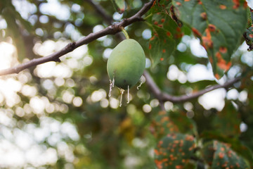 plum with leaves  diseased closeup on the blurry background. 