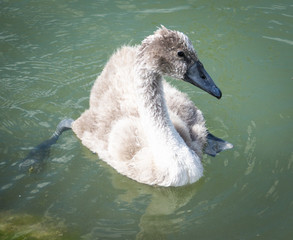 Young swan