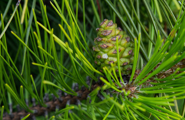 pine tree cone