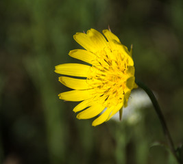 Yellow dandelion flower