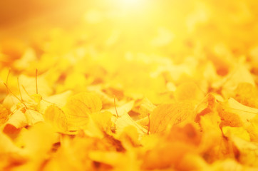 Autumn natural seasonal sunny background with golden maple leaves selective focus