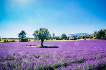 Plakat Le vieil arbre dans le champ de lavandes en Provence