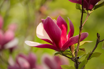 Blossoming of pink magnolia liliflora Nigra flowers in spring time, floral background