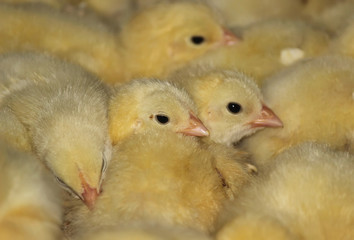 Chicken farm