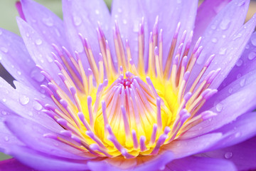 Nature pattern of colorful waterlily or lotus flower pollen for