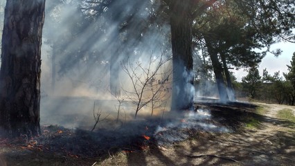 Fototapeta premium wildfire grass