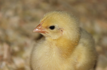 Chicken