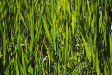 Трава смешанного газона