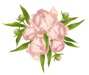 Pink peonies. Vector illustration