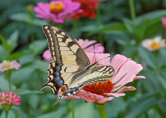 Papilio Machaon butterfly on zinnia flower in garden