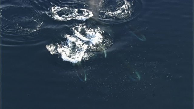 Whales swimming