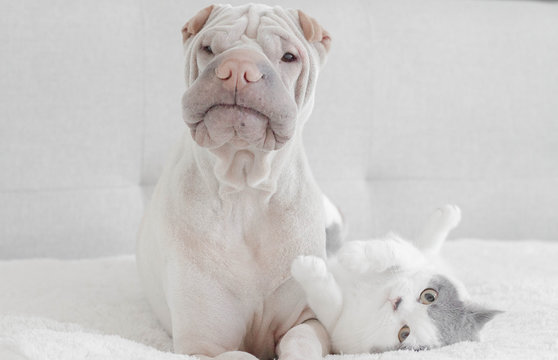 Shar Pei Dog On Bed With British Shorthair Cat