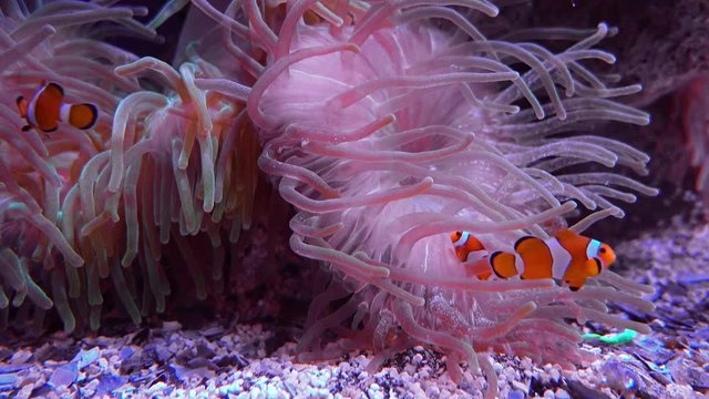 Des poissons-clowns et une an&eacute;mone