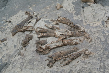 Fossils