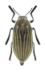 Beetle Julodis andreae andreae