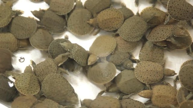 Baby softshell turtles in water