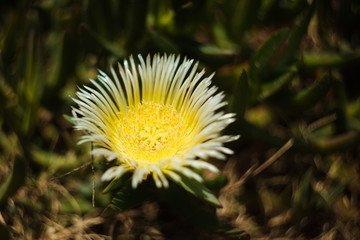 Pigface (Carpobrotus glaucescens) on the beach