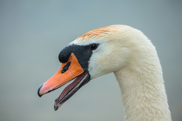 Mute swan (Cygnus olor)