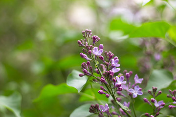Lilac of spring time
