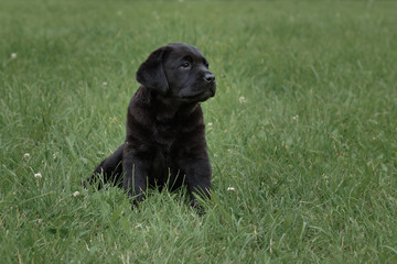 cute black puppy Labrador Retriever isolated on background of green grass