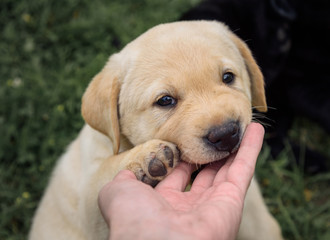 cute yellow Labrador puppy playing with human hand
