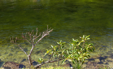 Arbusto na margem do rio.