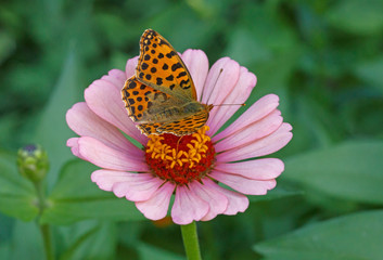 High brown fritillary butterfly on pink zinnia flower