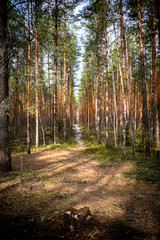 Fototapeta premium Тропинка