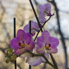 Lila Orchideen am Fenster, Makro