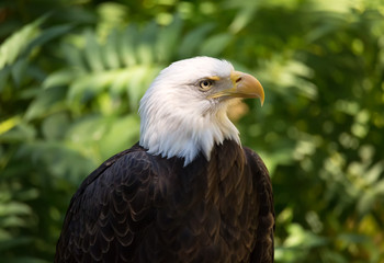 Close-up Portrait of a Bald Eagle