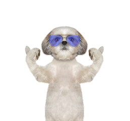 dog in glasses showing thumb up and welcomes