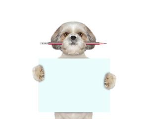 dog holding red pencil and blank - 115892997