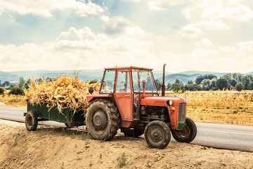 Obraz premium Tractor laden with dry stalks of corn