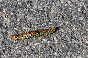 Colorful caterpillar