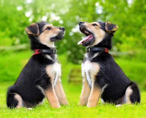 Cute puppy crossbreed dogs in grass.
