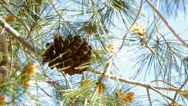 Pine cone at branch of pine