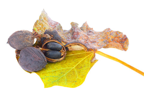 Physic nut (Jatropha curcas L.), Euphorbiaceae