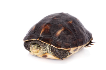The Chinese stripe-necked turtle isolated on white