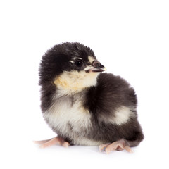 Black chick on white background