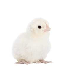 Cute little chicken on white