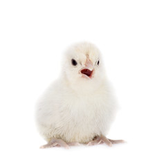 Cute little chicken on white