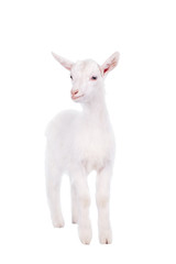 The goatling isolated on white