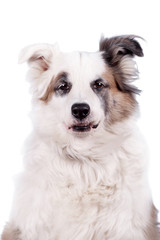 Mixed breed dog on white