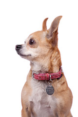 Chihuahua, 9 years old, on the white background