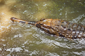 Crocodile in the water