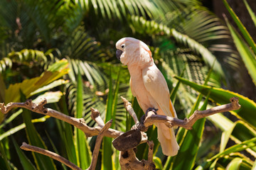 Pink parrot is sitting on a branch © smeshkovam