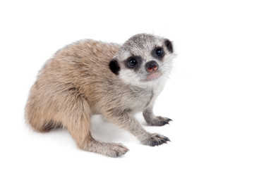 The meerkat or suricate cub, 2 month old, on white